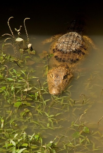 Caiman || Rio San Juan, Nicaragua