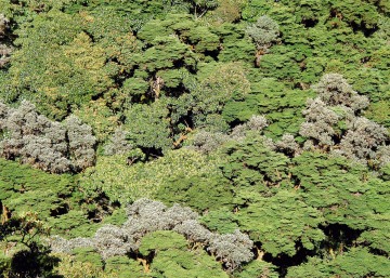 Canopy of Volcán Barú || Panama