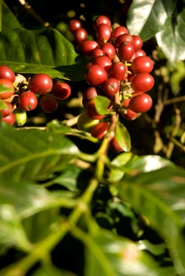 Coffee Cherries || Matagalpa, Nicaragua