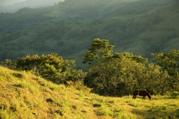 Horse at Cerro Musún || Nicaragua