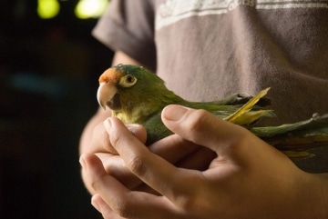Household Pet || Samulali, Nicaragua