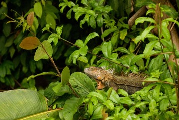 Iguana || Rio San Juan, Nicaragua