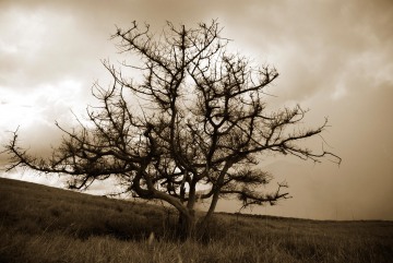 Lonesome Tree || Nicaragua