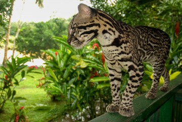 Ocelot || Rio San Juan, Nicaragua