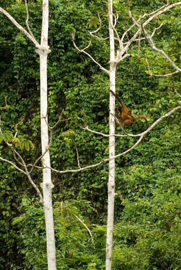 Spider Monkey with Child || Rio San Juan, Nicaragua