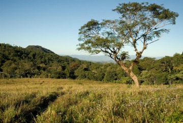 Tree outside Matagalpa || Nicaragua