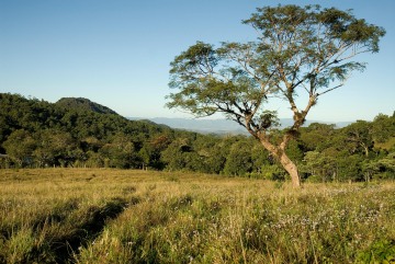 Tree outside Matagalpa || Nicaragua