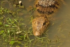 Caiman || Rio San Juan, Nicaragua