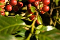 Coffee Cherries || Matagalpa, Nicaragua