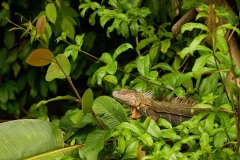 Iguana || Rio San Juan, Nicaragua