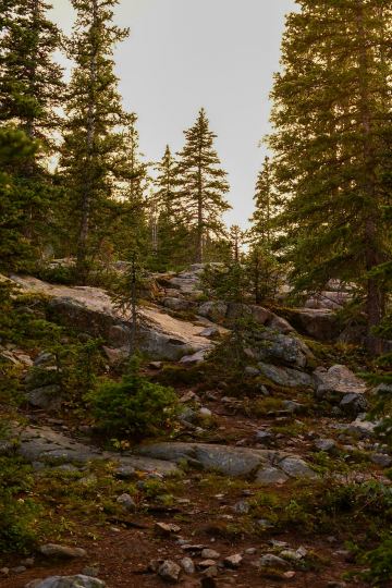Alpine Forest Sunset || Mt of the Holy Cross, CO