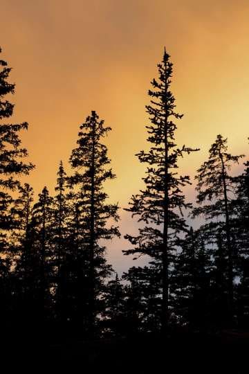 Alpine Forest Sunset || Mt of the Holy Cross, CO