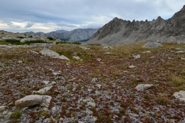Alpine Tundra || Mt. Harvard, CO