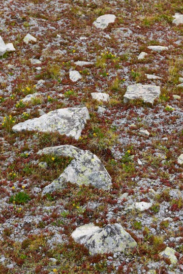 Alpine Tundra || Mt. Harvard, CO