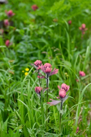 Alpine Wildflower || Gunnison National Forest, CO