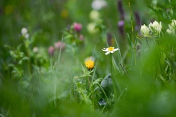 Alpine Wildflowers || Gunnison National Forest, CO