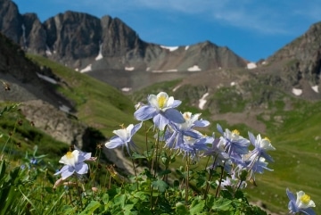 American Basin Columbines || Colorado