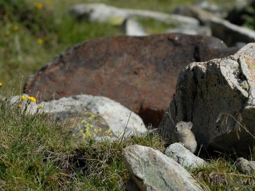 American Pika || Colorado