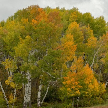 Anthracite Fall || Colorado
