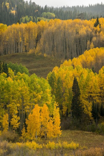 Aspen Hillside || Crested Butte, CO