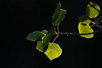 Aspen Leaves in Sunlight || Colorado