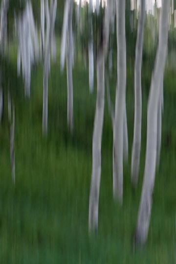 Aspen Rebirth || Colorado