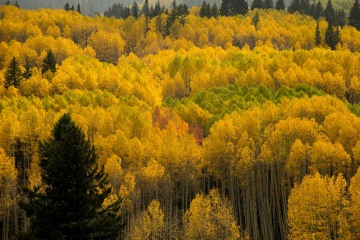 Aspens in Autumn Splendor || Crested Butte, CO
