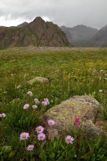 Asters and Indian Paintbrush || Governor Basin, CO