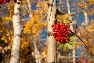 Autumn Day in the Mountains || Colorado