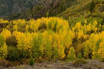 Autumn Splendor || Gunnison National Forest, Colorado