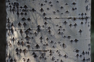 Bark Detail || Colorado