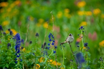 Bird Chirping in American Basin || Colorado