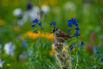 Bird in American Basin || Colorado