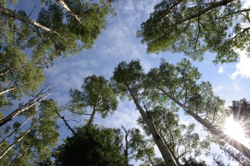 Blue Skies through Aspens || Colorado