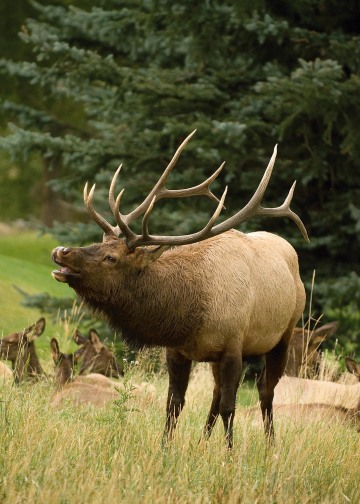 Bugling Elk || Colorado