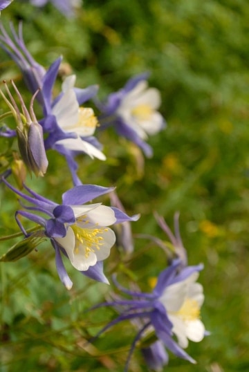 Columbines || Chicago Basin, Colorado