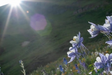 Columbines in Sun || Colorado