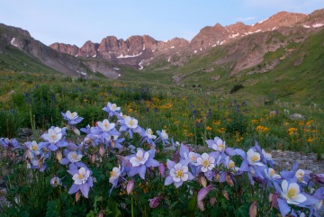 Columbines of American Basin || Colorado