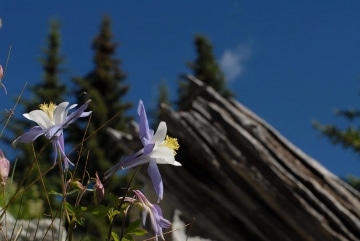 Columbines of Sangre de Cristo || Colorado