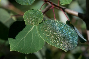 Dew on Aspen Leaf || Mt of the Holy Cross, CO