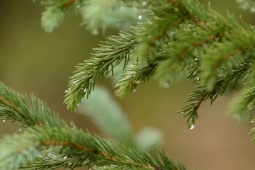 Dew on Pine Needles || Crested Butte, CO