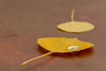 Droplet on Fallen Aspen Leaf || Elk Mountains, CO