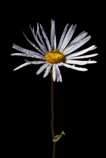 Droplets on Mountain Aster || Mt of the Holy Cross, CO