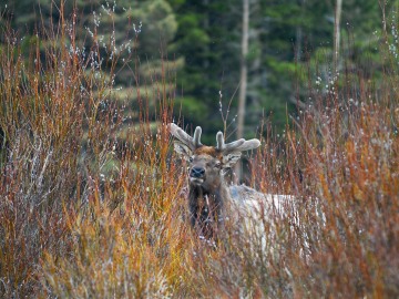 Elk Antler Velvet || Rocky Mountain NP, CO