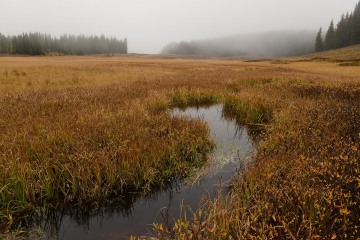 Elk Creek Fog || Crested Butte, CO