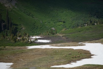Elk Herd in Valley || West Elk Wilderness, CO