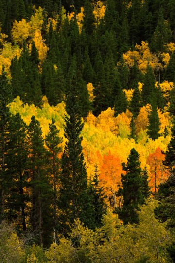 Fall Color || Colorado