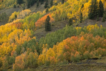 Fall Colors Pop || Crested Butte, CO