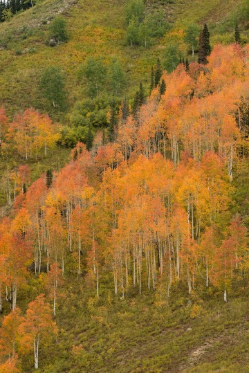 Fall Colors of Red Lady Basin || Crested Butte, CO