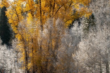 Fall Frost || Colorado
